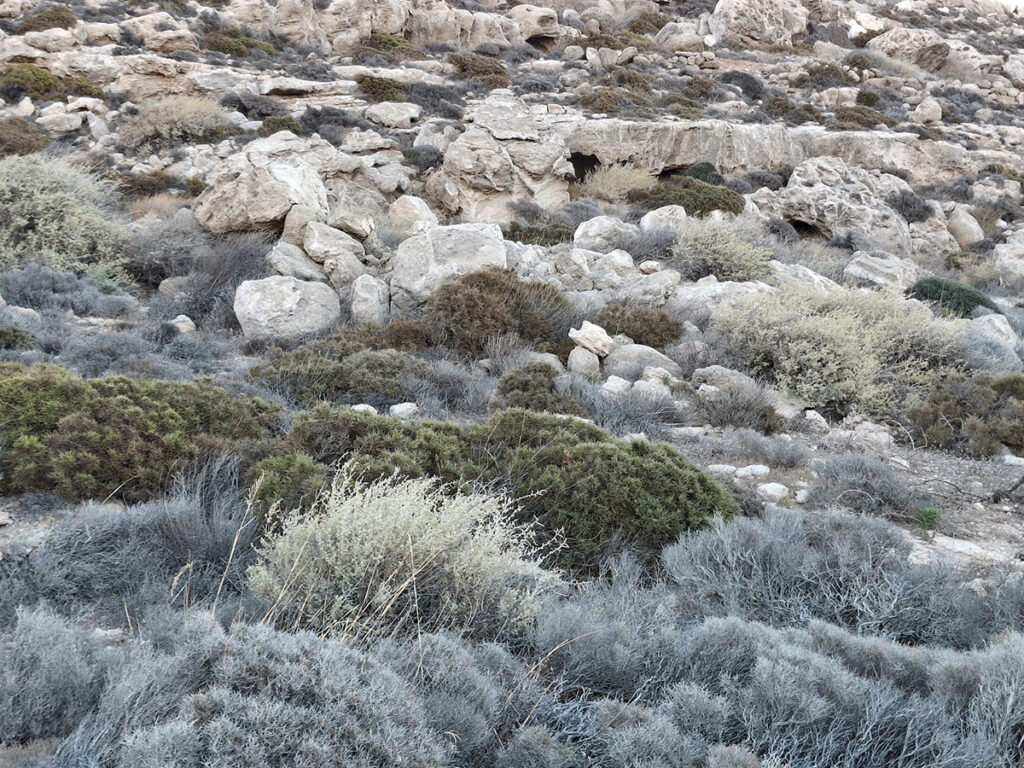 Alena Kopřiva Chadová4-2025